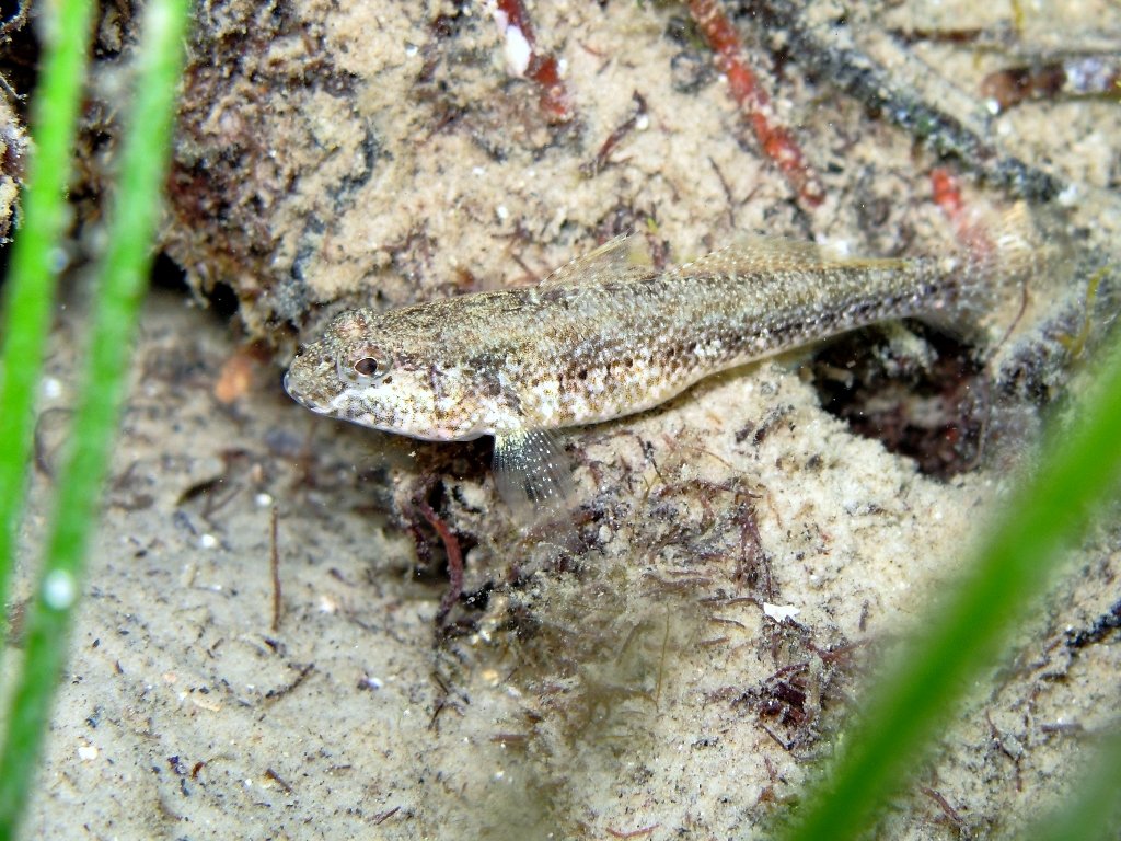 Gobius couchi (Miller & El-Tawil, 1974)